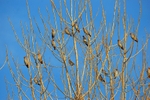 Waxwings