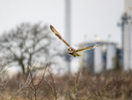 Short-eared Owl