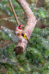 goldfinch Carduelis carduelis-3394