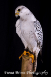 birds studio-28