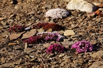 Moss Campion 7396