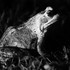 Nocturnal Amphibian
