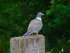 Woodpigeon