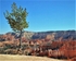 Dancing Tree