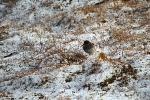 Purple Sandpiper 6431