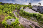 Millstone & Ferns