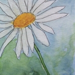 White Daisy