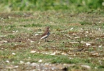Isabelline Wheatear
