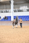 Class 16 - In Hand Showing Supreme Championships portfolio