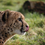 Cheetah