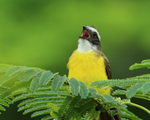 Social Flycatcher portfolio
