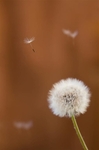 Dandelion Floats....