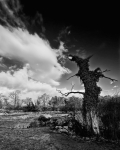 tree and river