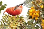 ‘I‘iwi - Hawai‘i Volcanoes National Park