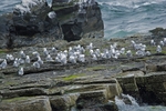 Kittiwakes