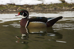 Wood Duck portfolio
