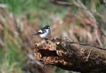 Pied Flycatcher