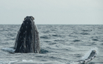 Humpback whale