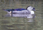 Old World Comb Duck 1
