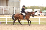 Class 214 - Ridden Hack Riding Horse portfolio