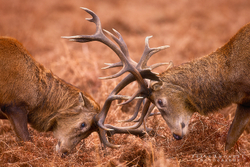 Fighting Stags
