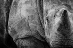 White Rhinoceros -RLP_8326a