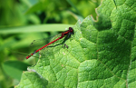 Large Red Damselfly