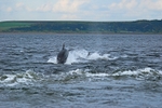 Bottlenose Dolphin