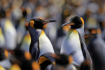 King Penguin pair in middle of colony, Volunteer Point, Falklands