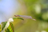 Insects _ AN 021