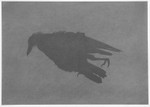 Crow