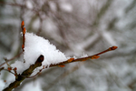 Snow - 31