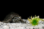 Musk Turtle 060313 31