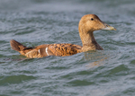 Eider Duck 2