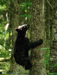 Spray from wet Black Bear climbing tree rapidly, Minnesota