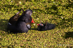 Moorhen (Gallinula chloropus) feeding chick