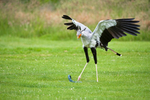 Secretary Bird