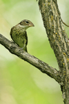 Rose-breasted Grosbeak portfolio