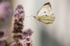 Large White