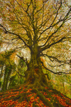Immortal Giant, Balrath Woods, Co.Meath, Ireland.