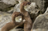 Stoat Kit. Conwy, ref st 4