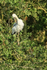 Asian Openbill preening, Gao Giong, Vietnam