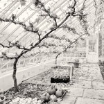 Vines Abstract in Black & White