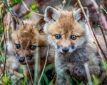 Fox Kits