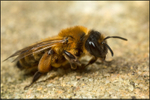 Andrena nigroaenea (f)