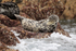 Grey Seal (female) basking on rocks, Isles of Scilly