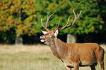Red Deer