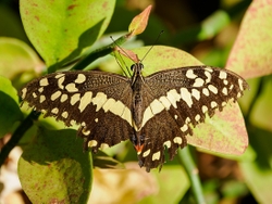 Citrus Swallowtail