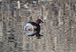 Little Grebe