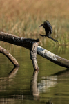 Little Cormorant about to land, Bandhavgarh Tiger Reserve, India